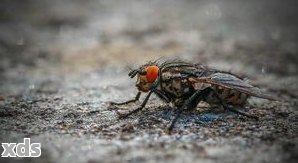 苍蝇的楫翅：从昆虫到创新——探索其科学价值与应用前景